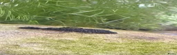 Plecos fish for sale: Bristlenose plecos in Ruislip - Advert 1