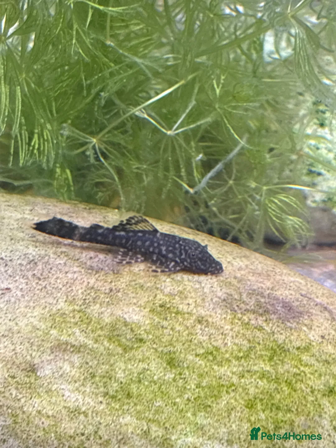 Plecos fish for sale: Bristlenose plecos in Ruislip - Advert 1