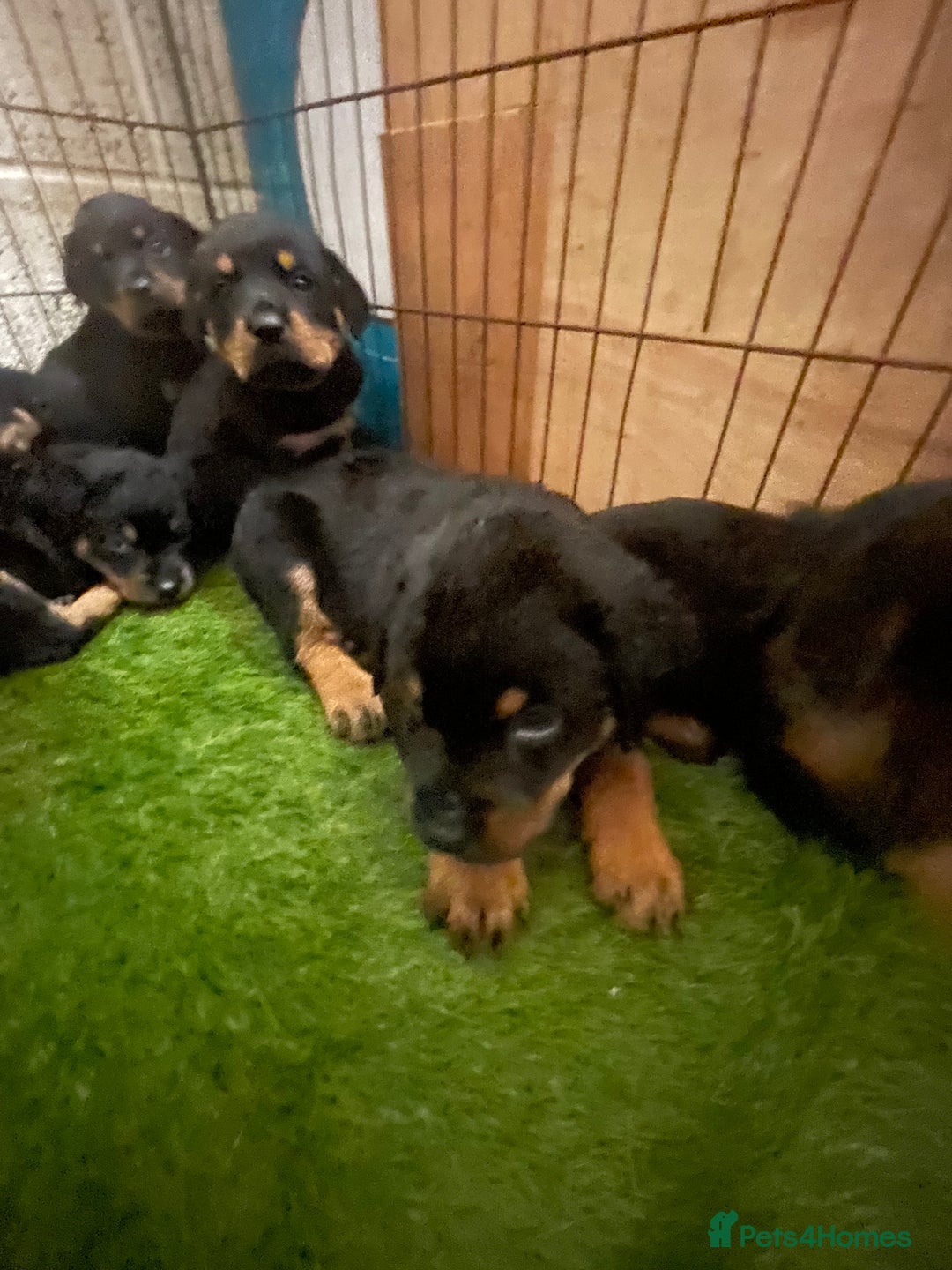 Rottweiler dogs for sale: Rottweiler/rotty puppies - Image 30