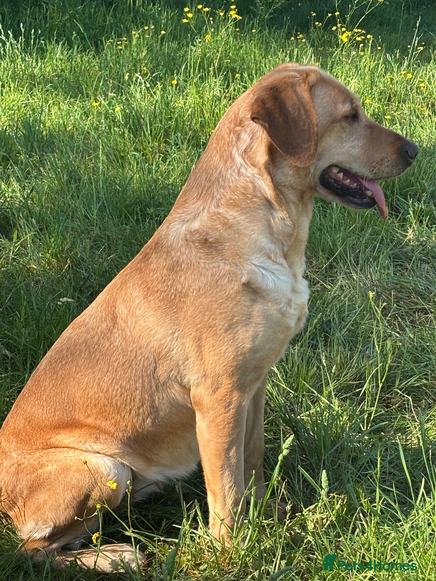 Labrador Retriever dogs Kc reg stunning Labrador puppy - Advert 1