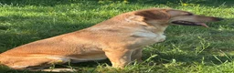 Labrador Retriever dogs for sale: Kc reg stunning Labrador puppy - Advert 1