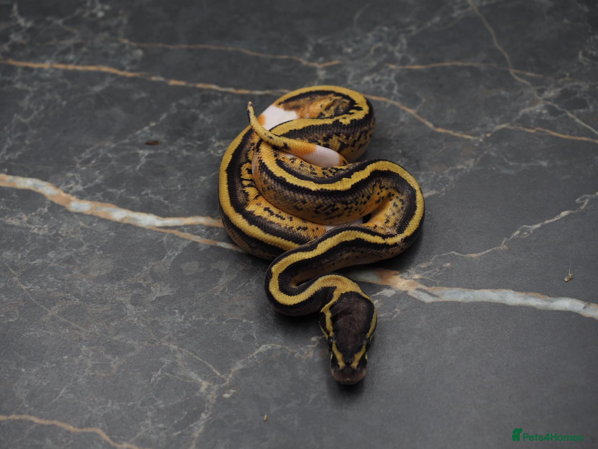 Python Snake reptiles Ball python  - Advert 1