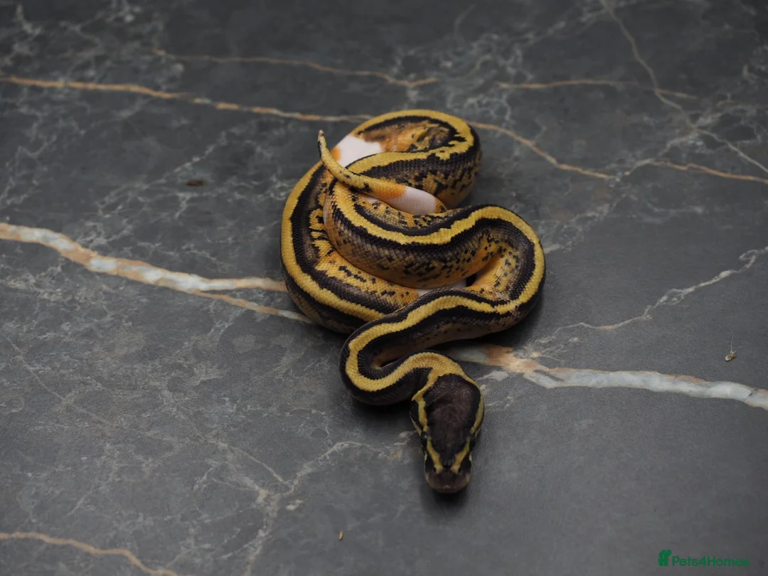 Python Snake reptiles for sale: Ball python  in Gosport - Advert 1