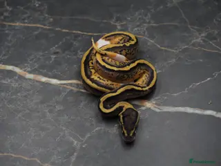 Python Snake reptiles Ball python - Advert 1