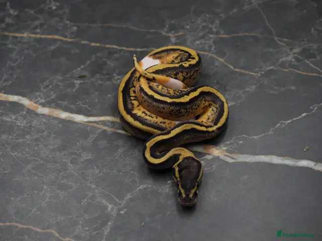 Python Snake reptiles Ball python - Advert 1