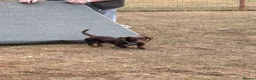 Miniature Dachshund dogs for sale: Miniature Dachshund in Enfield - Advert 3