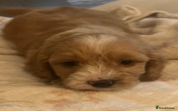 Cockapoo dogs for sale: 5 beautiful F1 cockerpoos  - Image 12