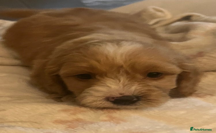 Cockapoo dogs 4 beautiful F1 cockapoo  - Advert 12