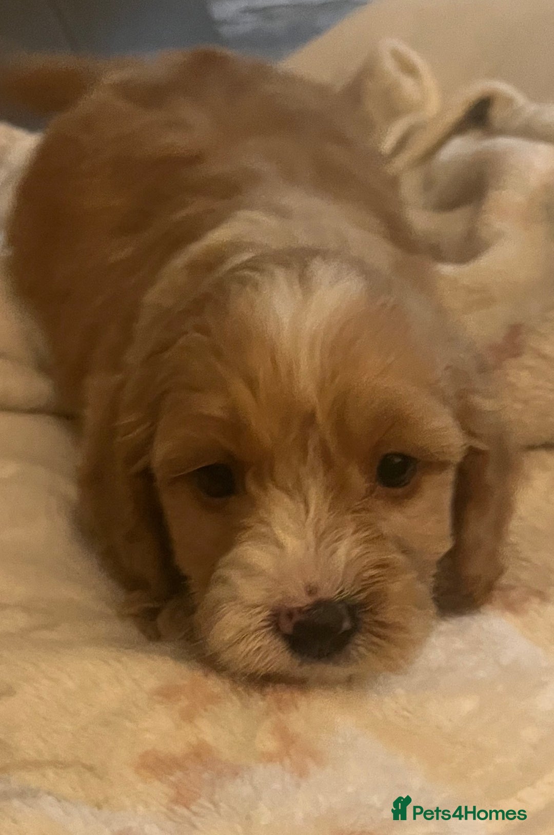 Cockapoo dogs for sale: 5 beautiful F1 cockerpoos  - Image 12