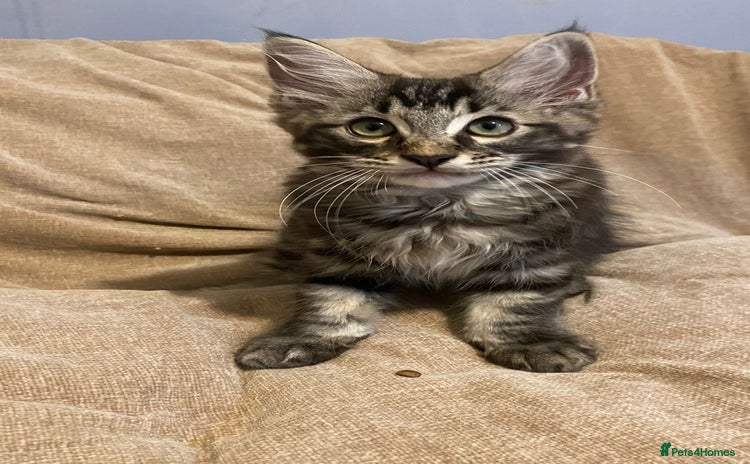 Ragcoon cats - Advert 1