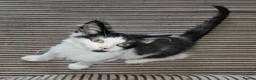 Mixed Breed cats for adoption: Bonded Rescue Kittens Looking for a Forever Home - Advert 7