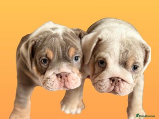 English Bulldog dogs - Advert 6