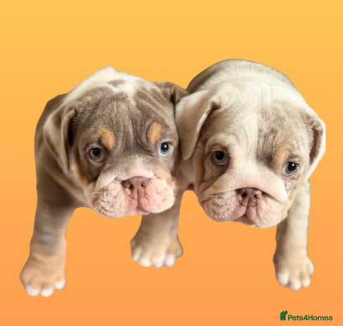 English Bulldog dogs - Advert 1