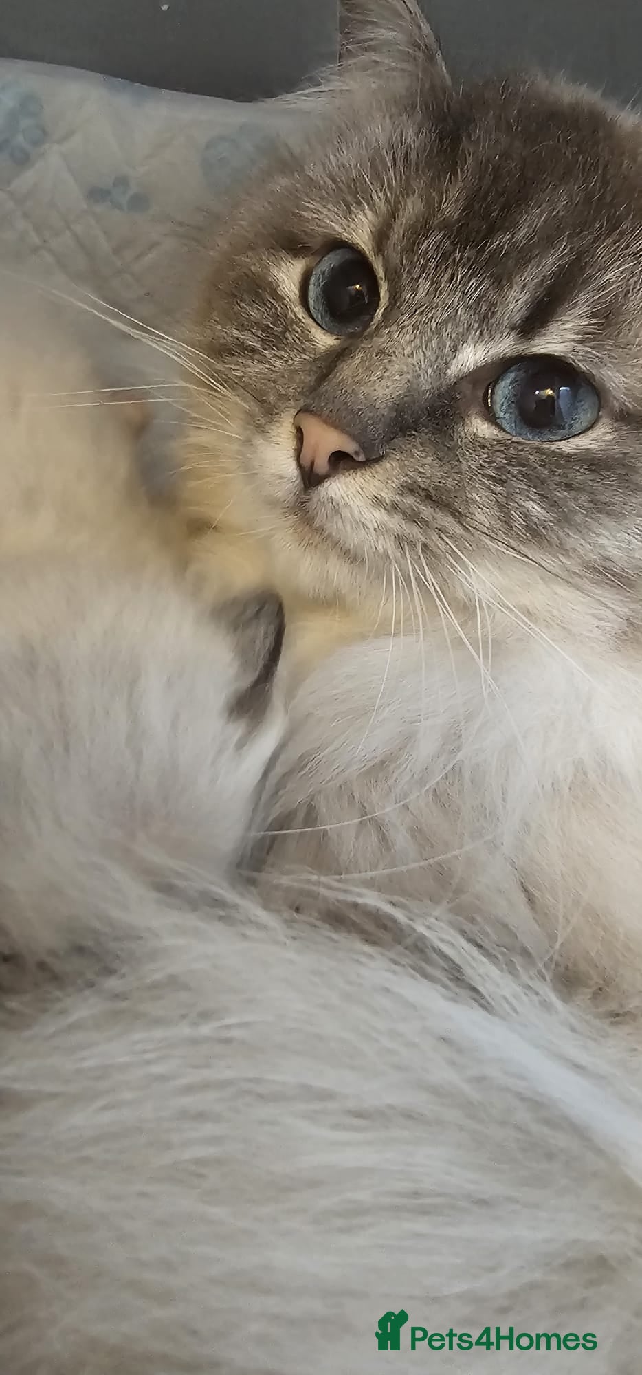 Ragdoll cats for sale: RAGDOLL - Advert 2