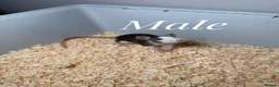 Rat rodents for sale: Mixed sex fancy rats - Advert 4