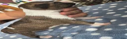 Miniature Bull terrier dogs for sale: Miniature bull terrier puppies  - Advert 20
