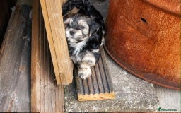 Lhasa Apso dogs for sale: Rare 5* Kyi-Leo Puppies ready for loving homes NOW - Image 23