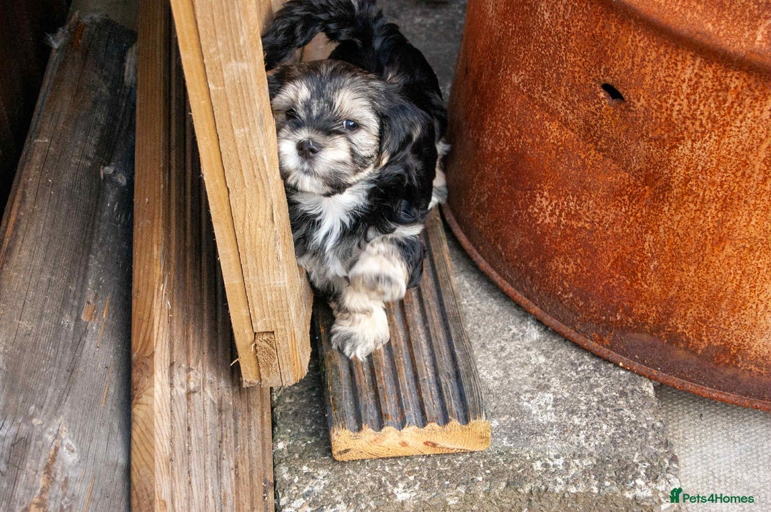 Lhasa Apso dogs for sale: Rare 5* Kyi-Leo Puppies ready for loving homes NOW - Image 23