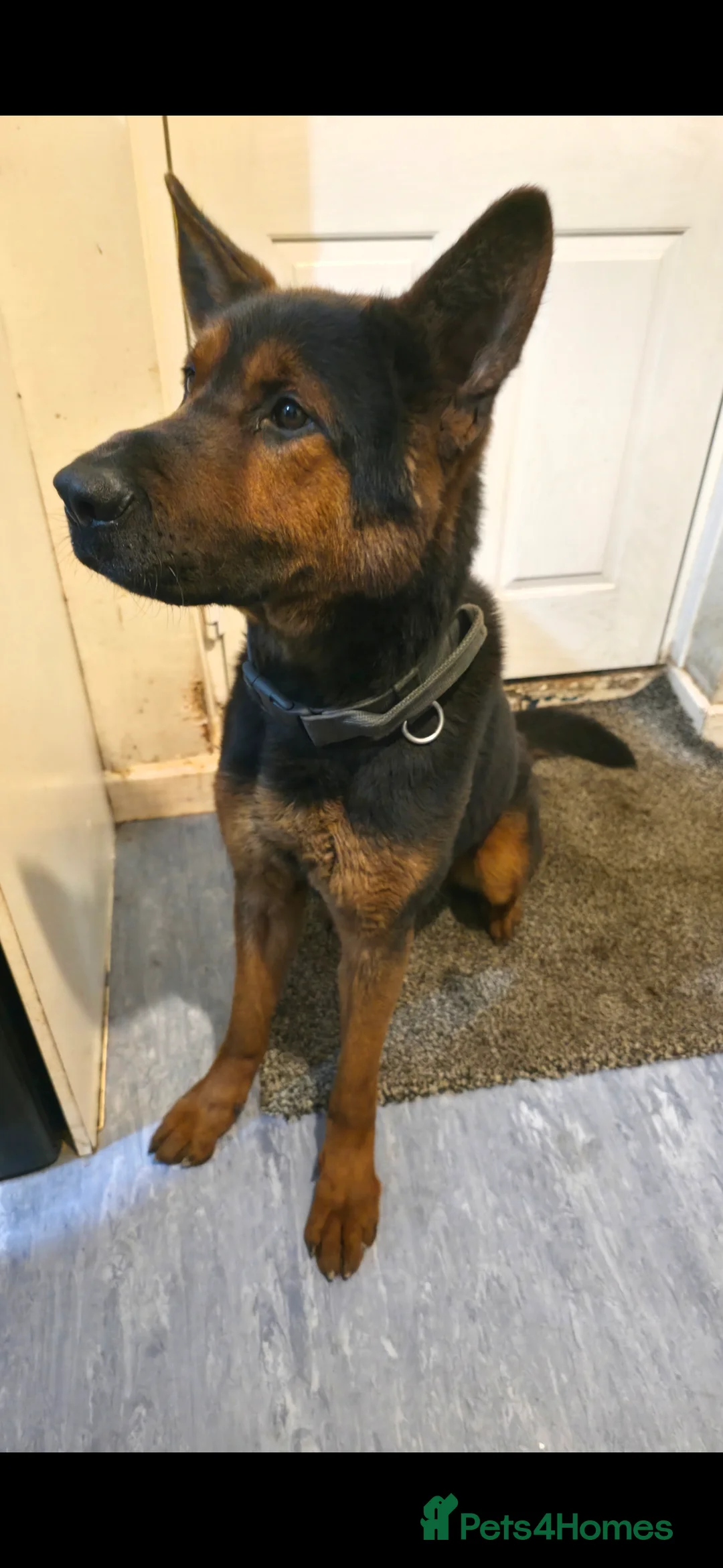Mixed Breed dogs for sale: Tyson Chinese red dog/German shepherd  - Advert 4