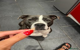 Mixed Breed dogs for sale: Mixed breed staffy for sale  - Image 2