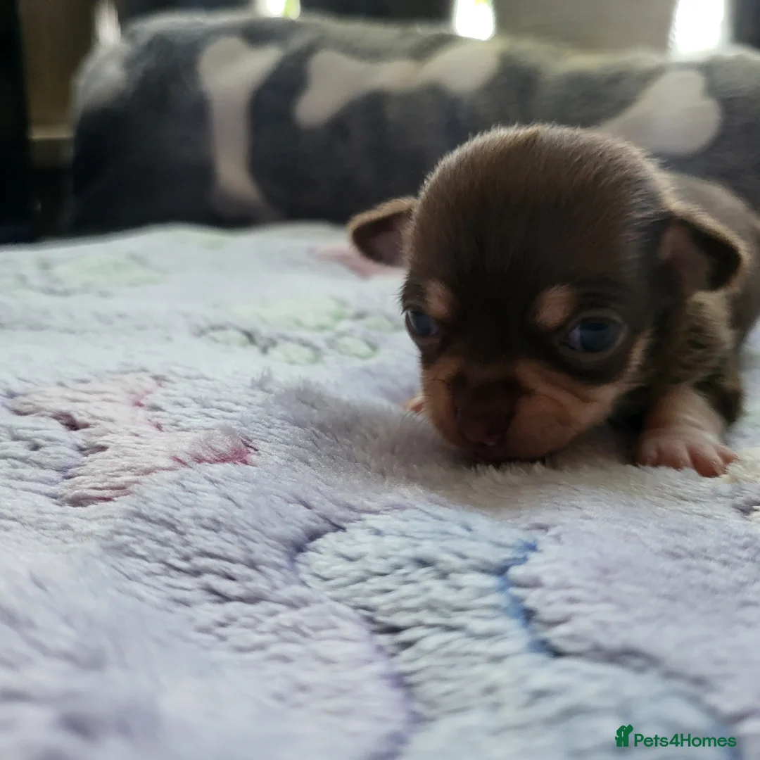 Chihuahua dogs for sale: 5 beautiful smooth coat chihuahuas - Advert 4