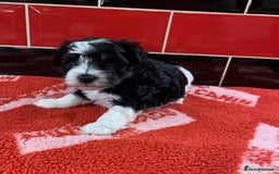 Miniature Schnauzer dogs for sale: 5* LICENSED KC MINI (TOY) SCHNAUZER LITTER - Advert 8