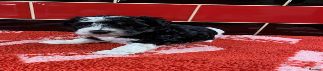 Miniature Schnauzer Puppy 5