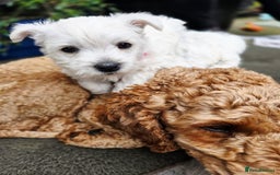 West Highland Terrier dogs for sale: Beautiful Westhighland Terrier Puppies  - Image 25