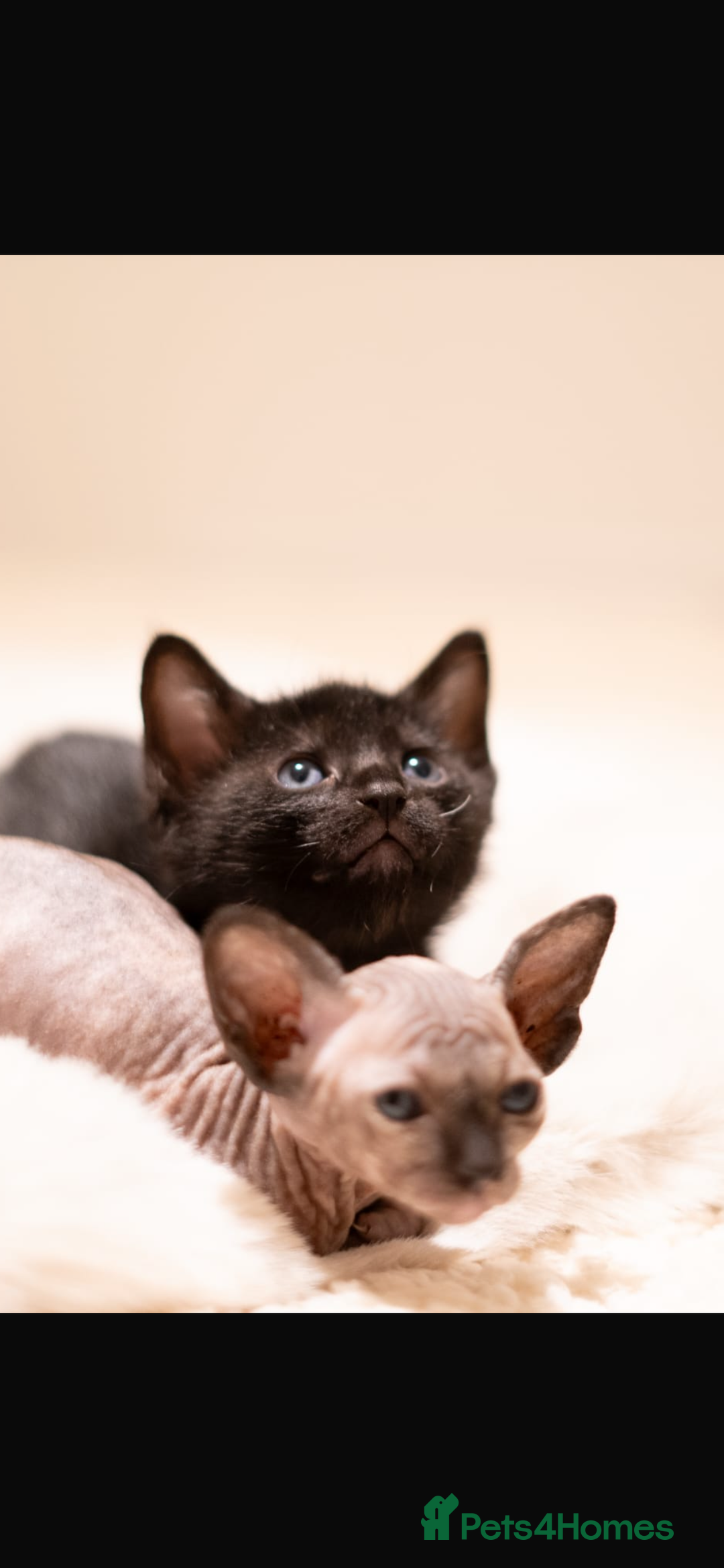 Sphynx cats for sale: Beautiful Sphynx cross orinetal kittens  - Advert 36