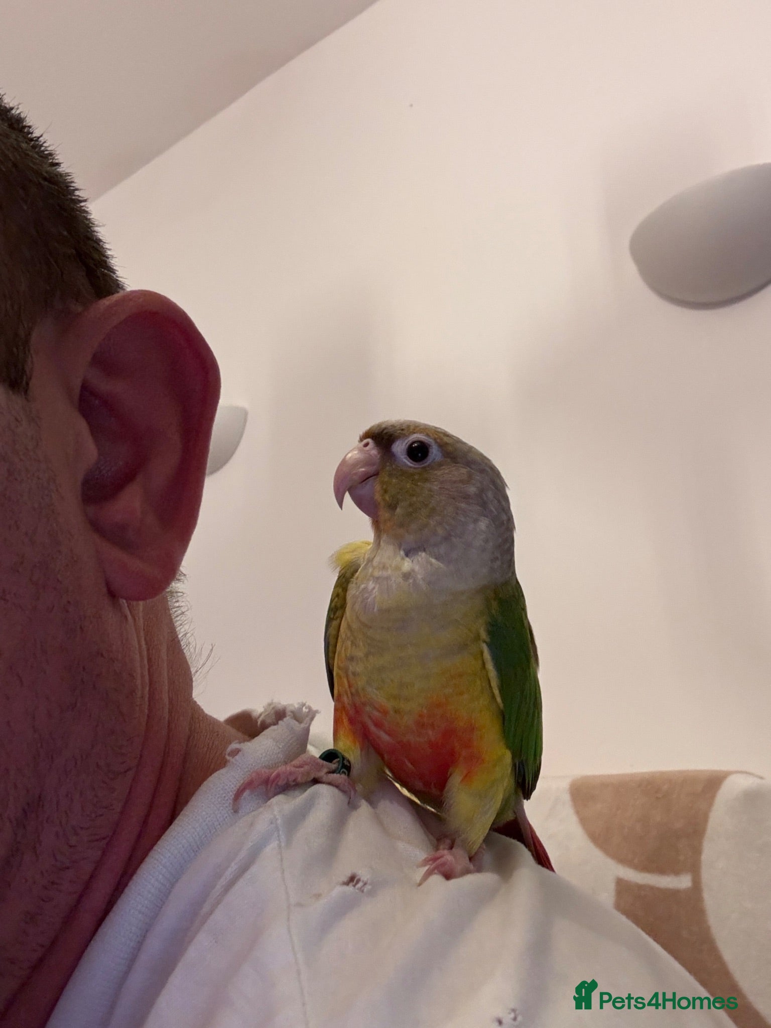 Conures birds Hand reared baby conure - Advert 1