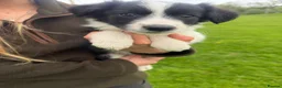 Mixed Breed dogs for sale: Beautiful collie pups  - Advert 8