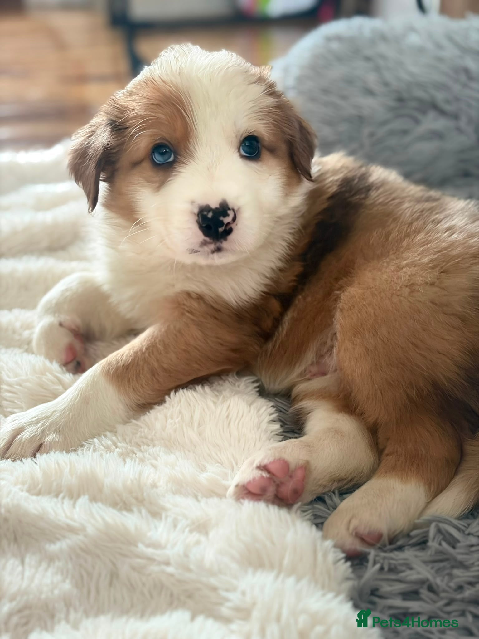 Border Collie dogs Stunning Show line puppies,various colours  - Advert 2