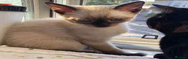 Siamese 1