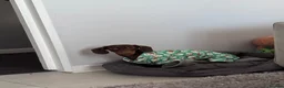 Dachshund dogs for stud: STUD ONLY (not for sale or rehome) - Advert 6