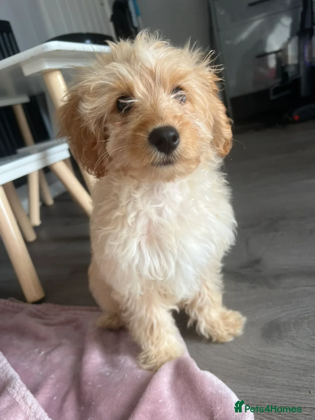 Cockapoo dogs for sale: Myla, cockapoo 5 months old  - Advert 7
