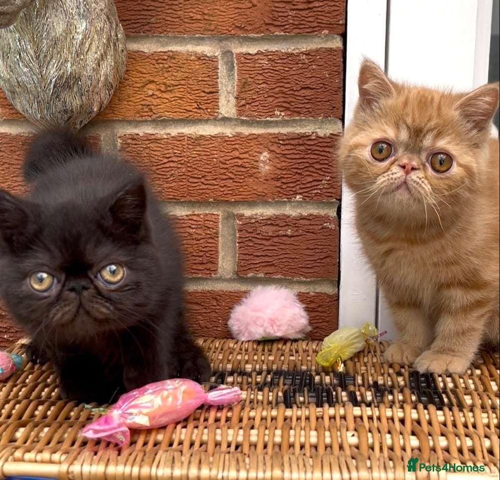 Exotic cats for sale: 💙Beautiful Exotic Shorthair Boy Kittens💙 - Advert 2