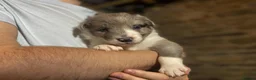 Border Collie dogs for sale: Border Collie Pups - Advert 24