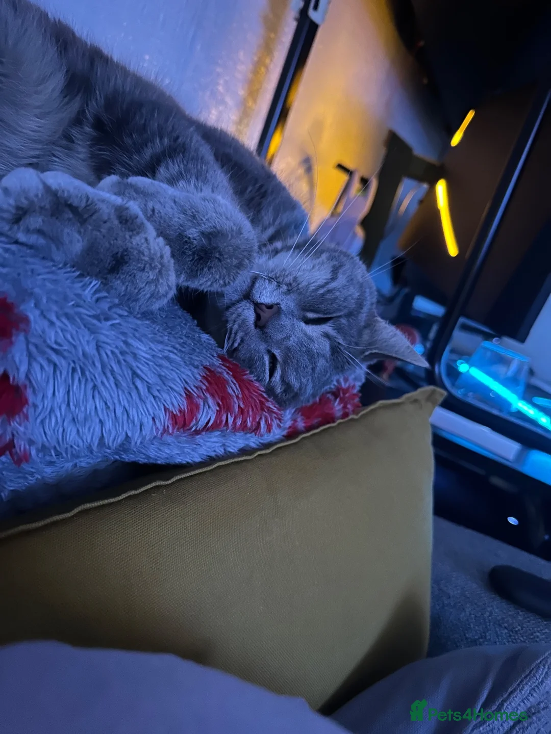 Domestic Shorthair cats for sale: Grey tabby female - 3 years old in Mexborough - Advert 2
