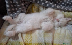 Persian cats for sale: Beautiful Nine week old Turkish Angora Female - Image 2