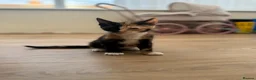 Domestic Shorthair cats for sale: Last kitten left of the litter  - Advert 3