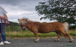 Shetland pony horses for sale: Beautiful 7h Mini shetland Gelding  - Image 5