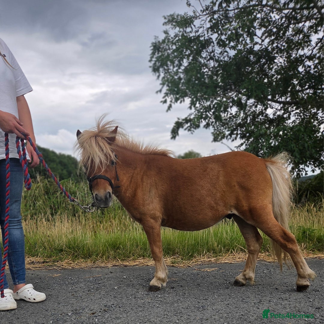 Shetland pony horses for sale: Beautiful 7h Mini shetland Gelding  - Image 5