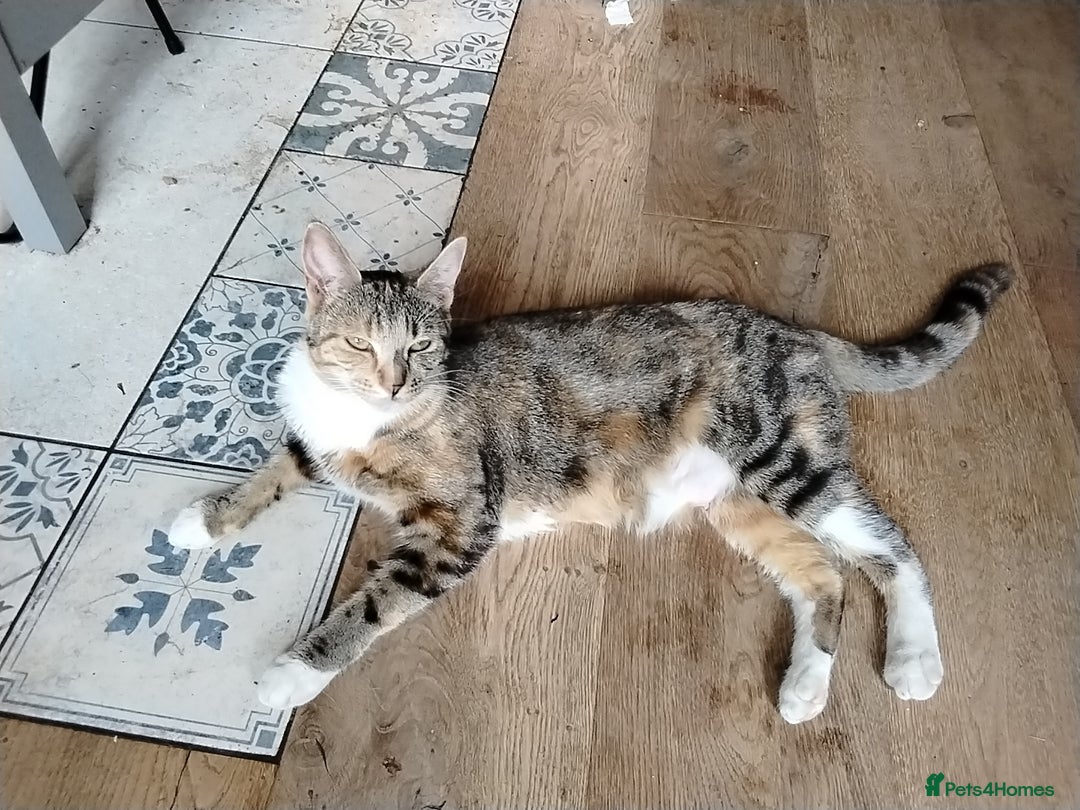 Maine Coon cats for sale: Kittens - Image 13