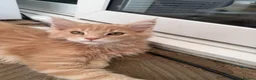 Maine Coon cats for sale: Pedigree TICA Mainecoons with champion dad  - Advert 11