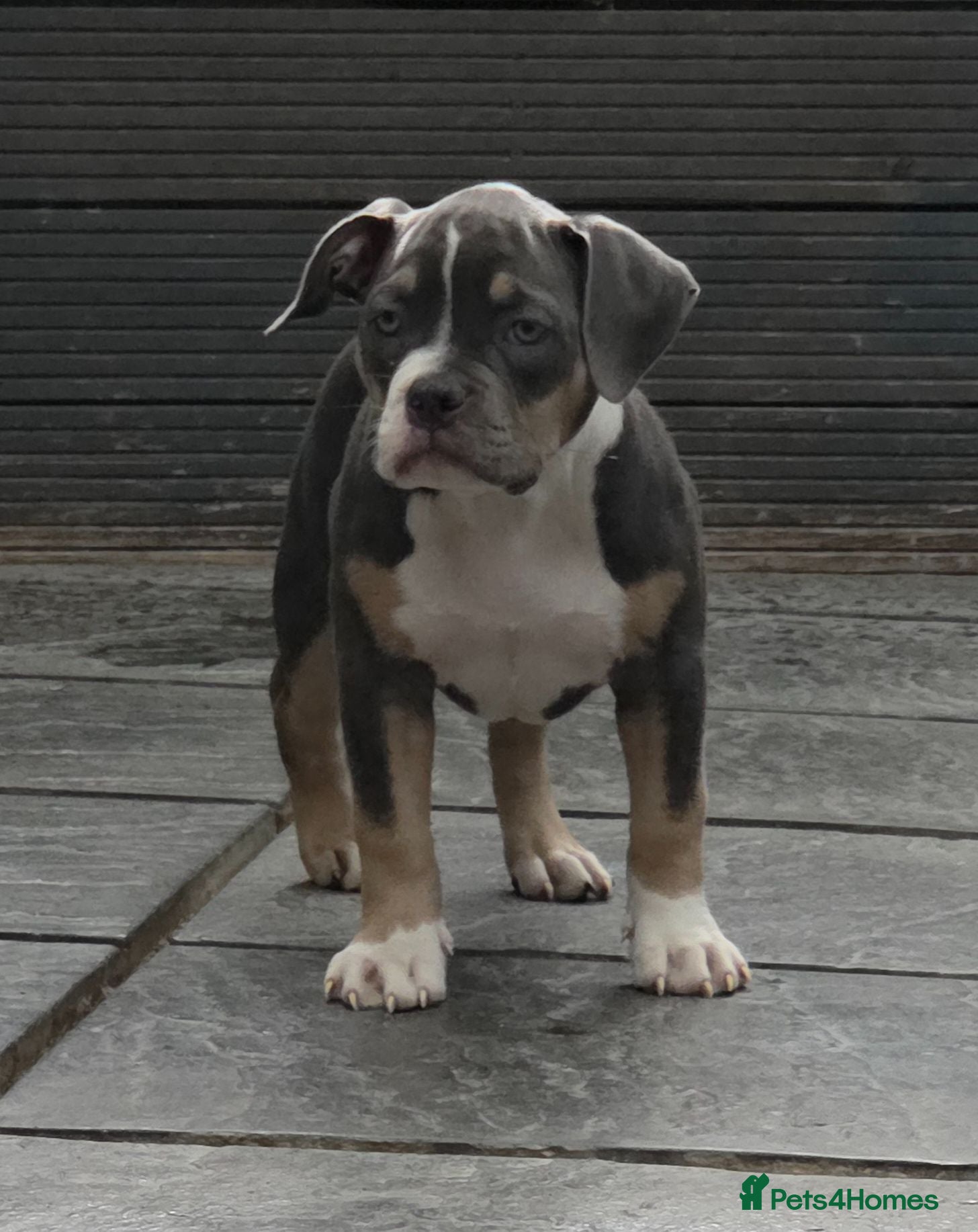 American Bully dogs American Pocket Bully - Advert 2