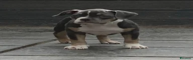 American Bully 1