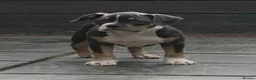 American Bully dogs for sale: American Pocket Bully - Advert 1