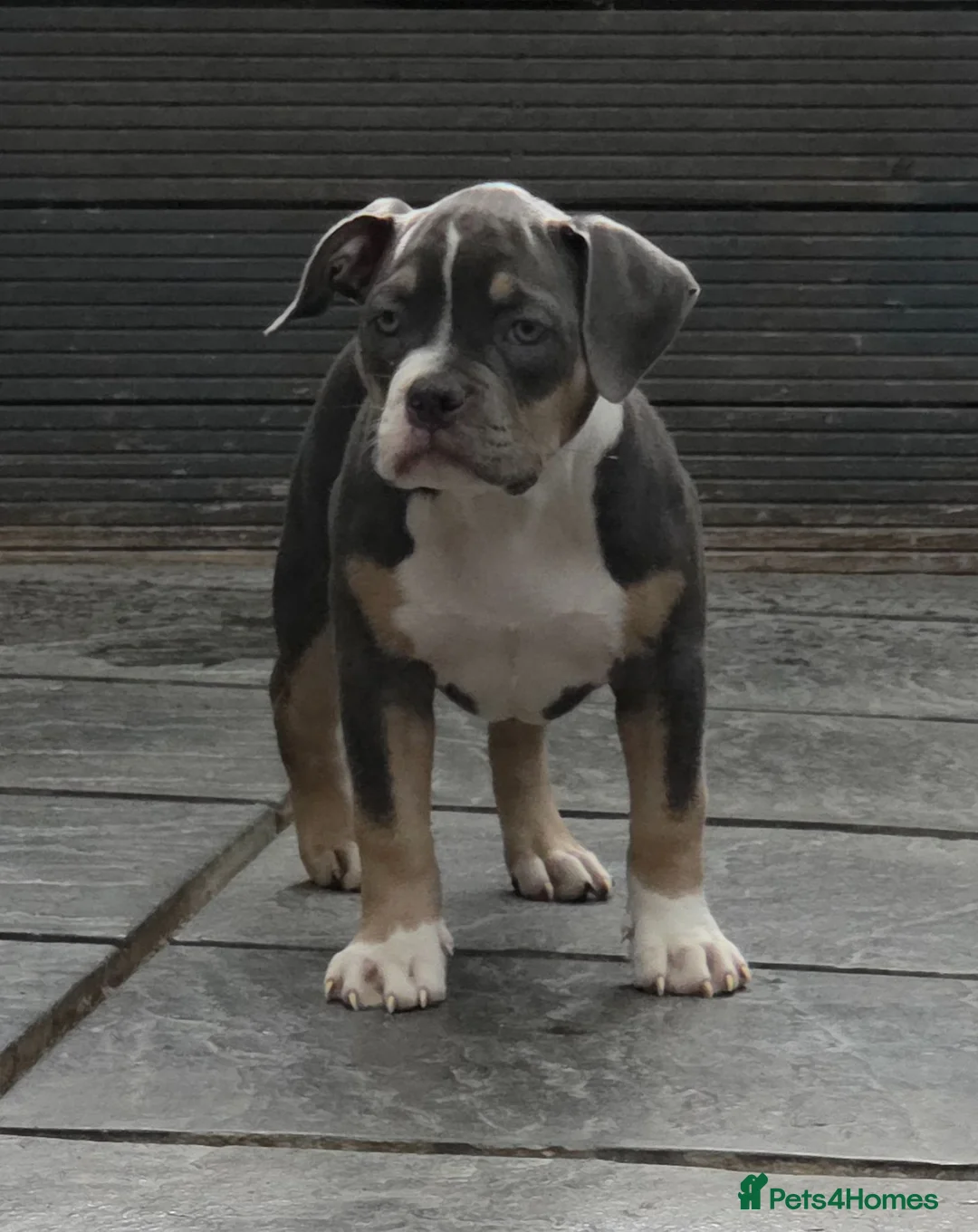 American Bully dogs for sale: American Pocket Bully - Advert 1