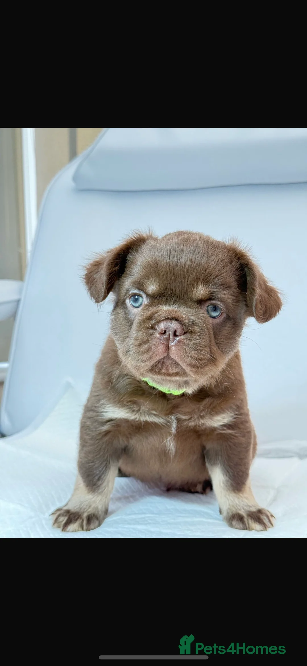 French Bulldog dogs for stud: new shade chocolate and tan carrying fluffy stud in Rochdale - Advert 22