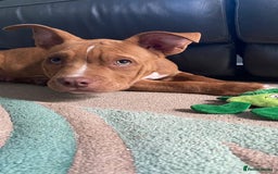 Mixed Breed dogs for sale: Pocket bully - Image 3